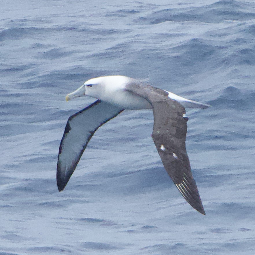 albatros šelfový (ssp. steadi) - ML615478323