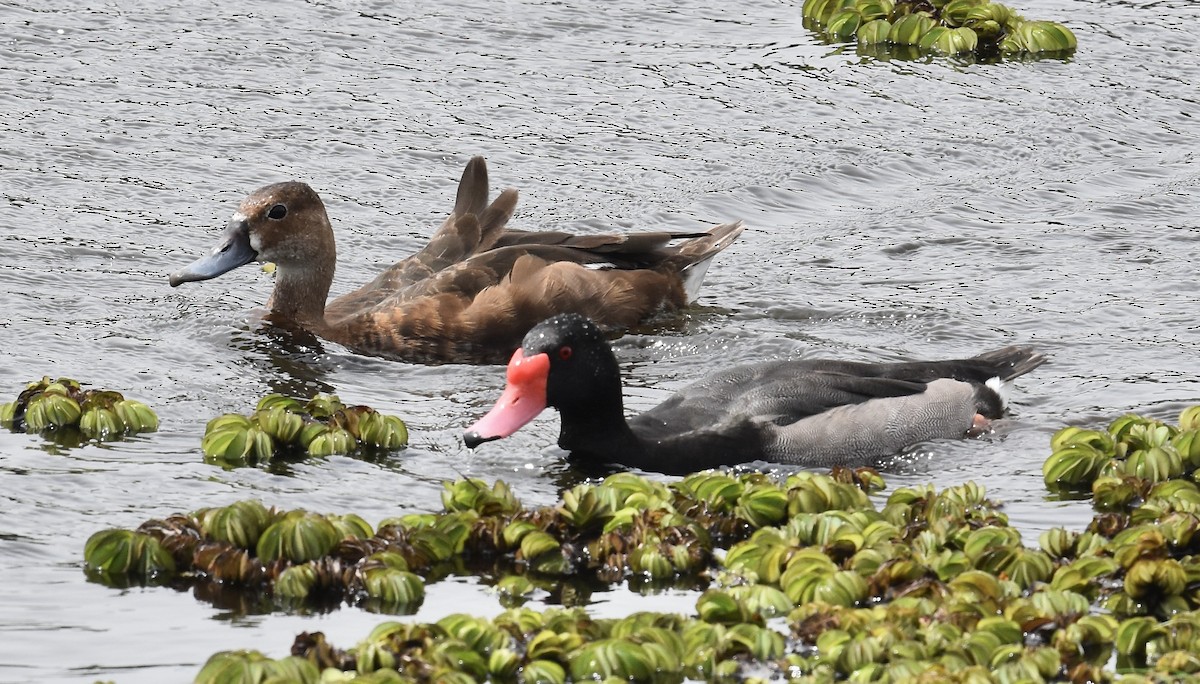 Rosy-billed Pochard - Giovanni   Pari