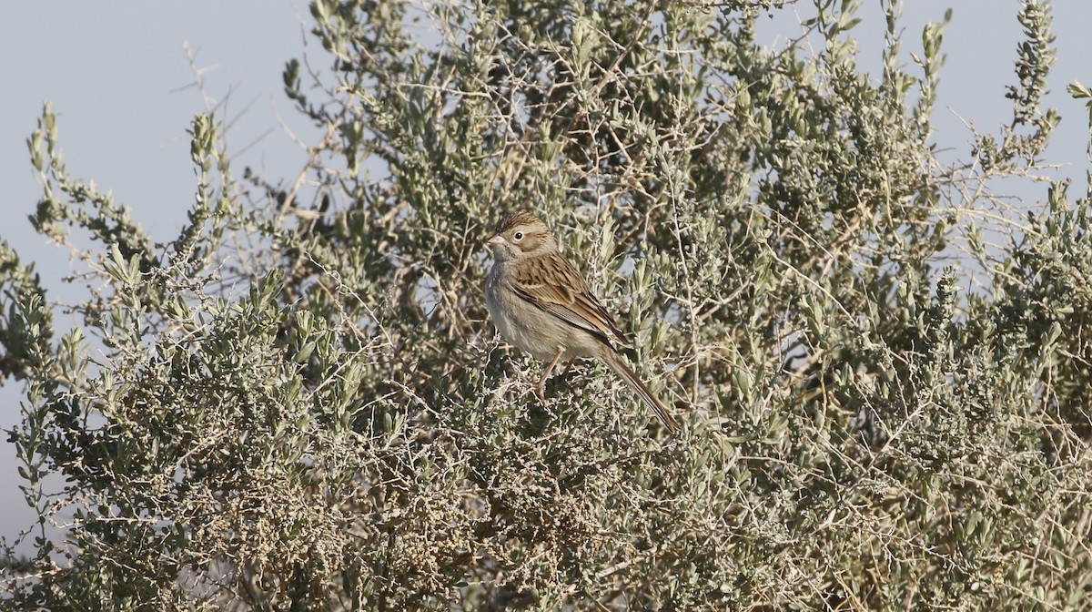 Brewer's Sparrow - ML615478457