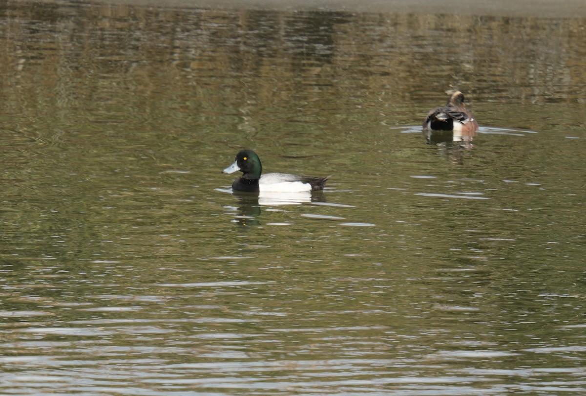 Greater Scaup - ML615478532
