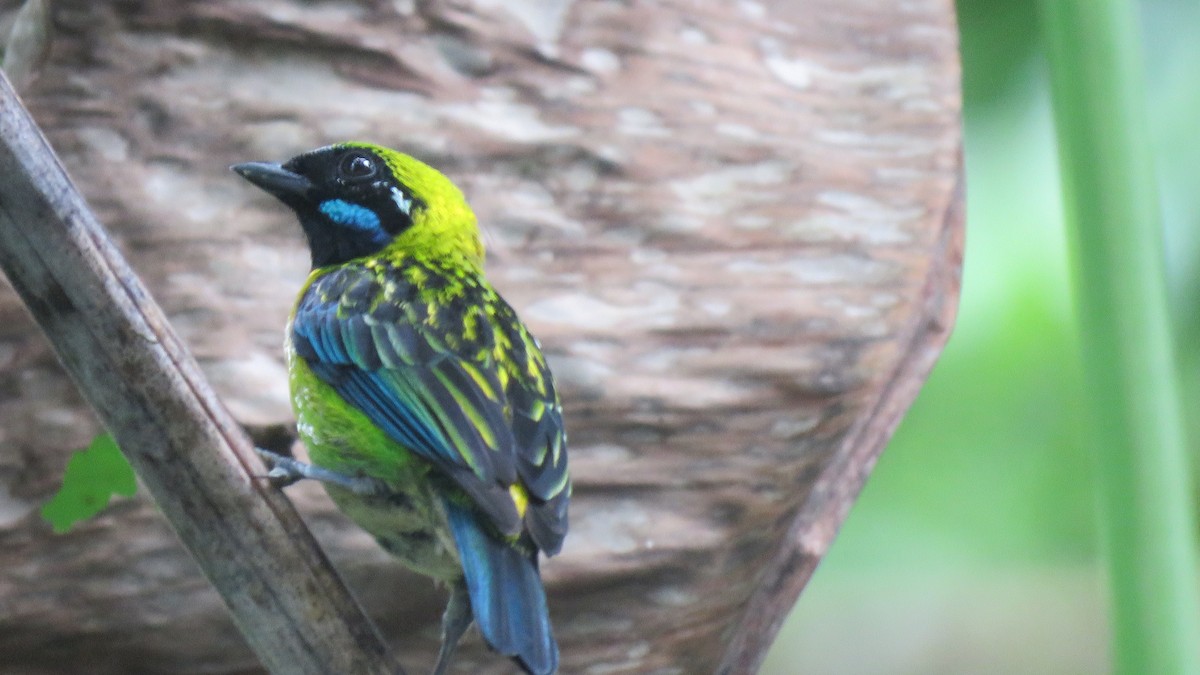 Blue-whiskered Tanager - John Cifuentes Lopez