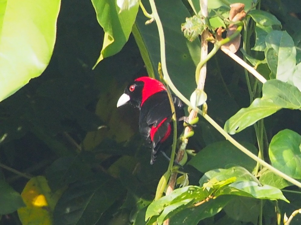 Crimson-collared Tanager - ML615478551