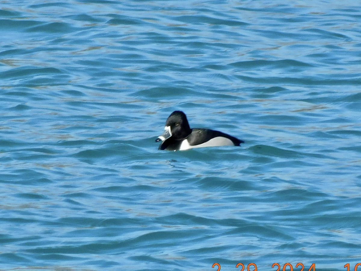 צולל צווארון - ML615478584