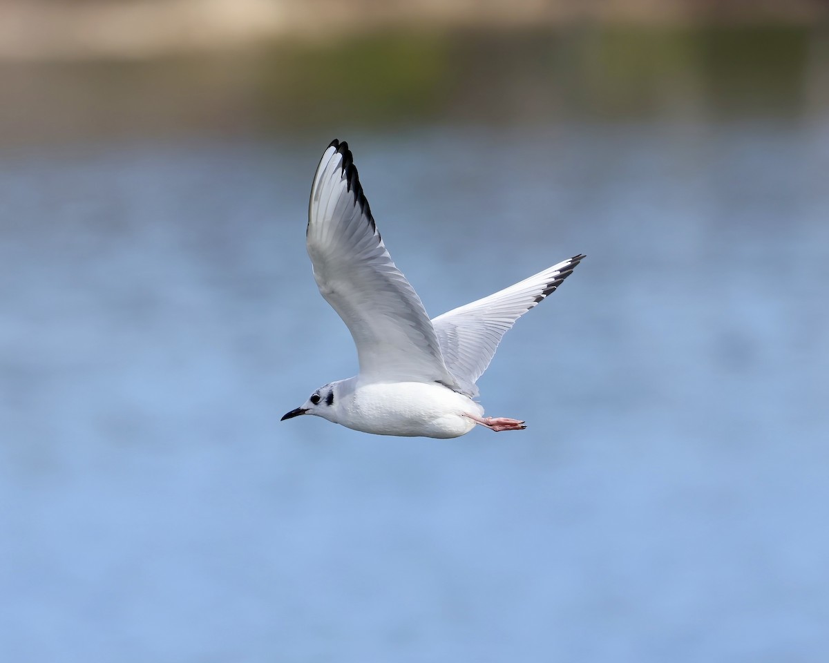 Mouette de Bonaparte - ML615478613