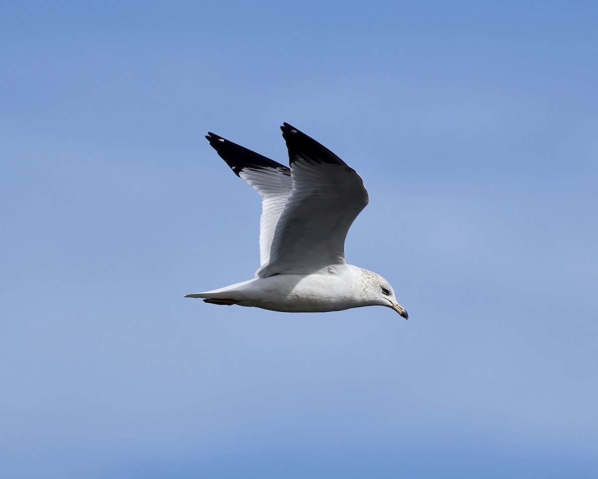 Ring-billed Gull - ML615478615