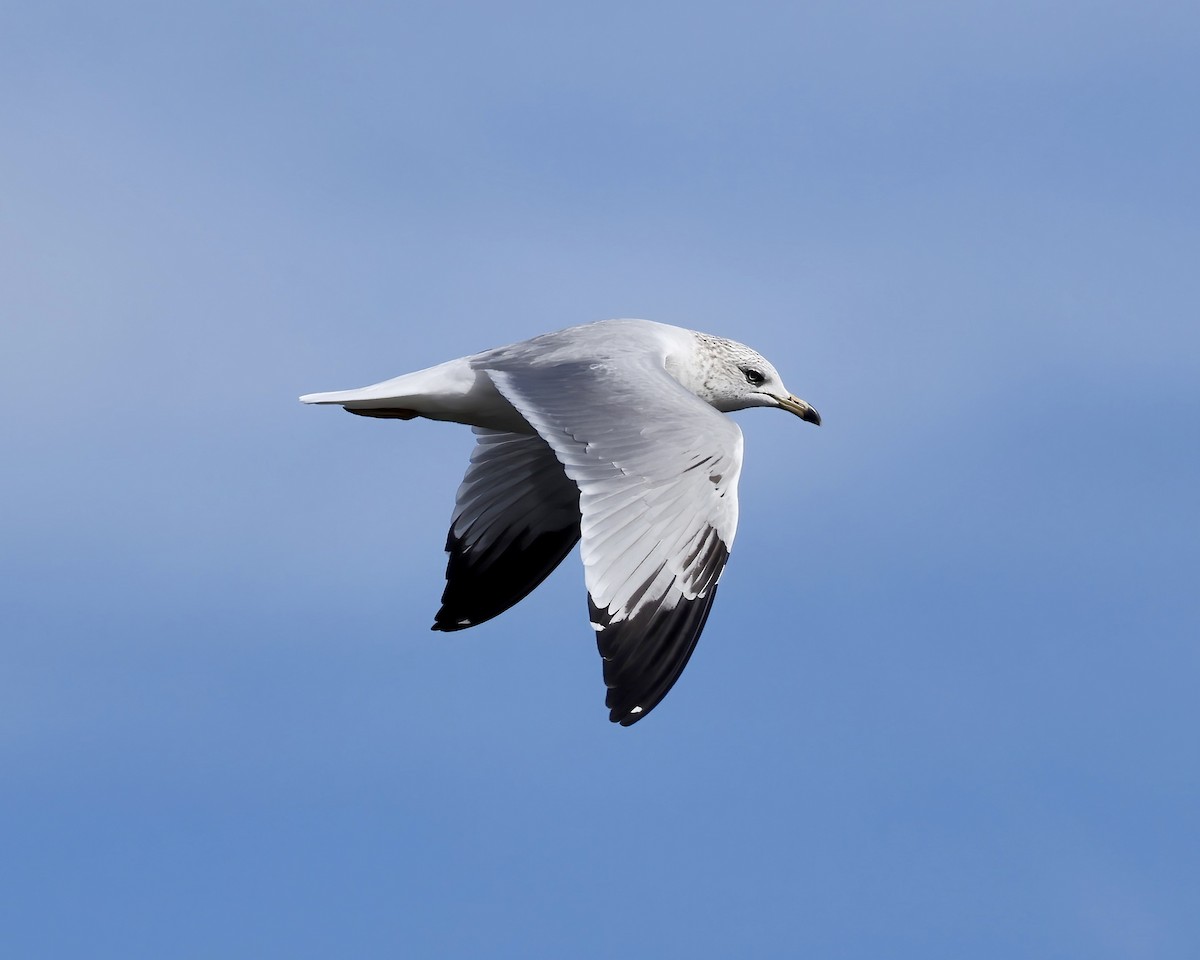 Ring-billed Gull - ML615478616