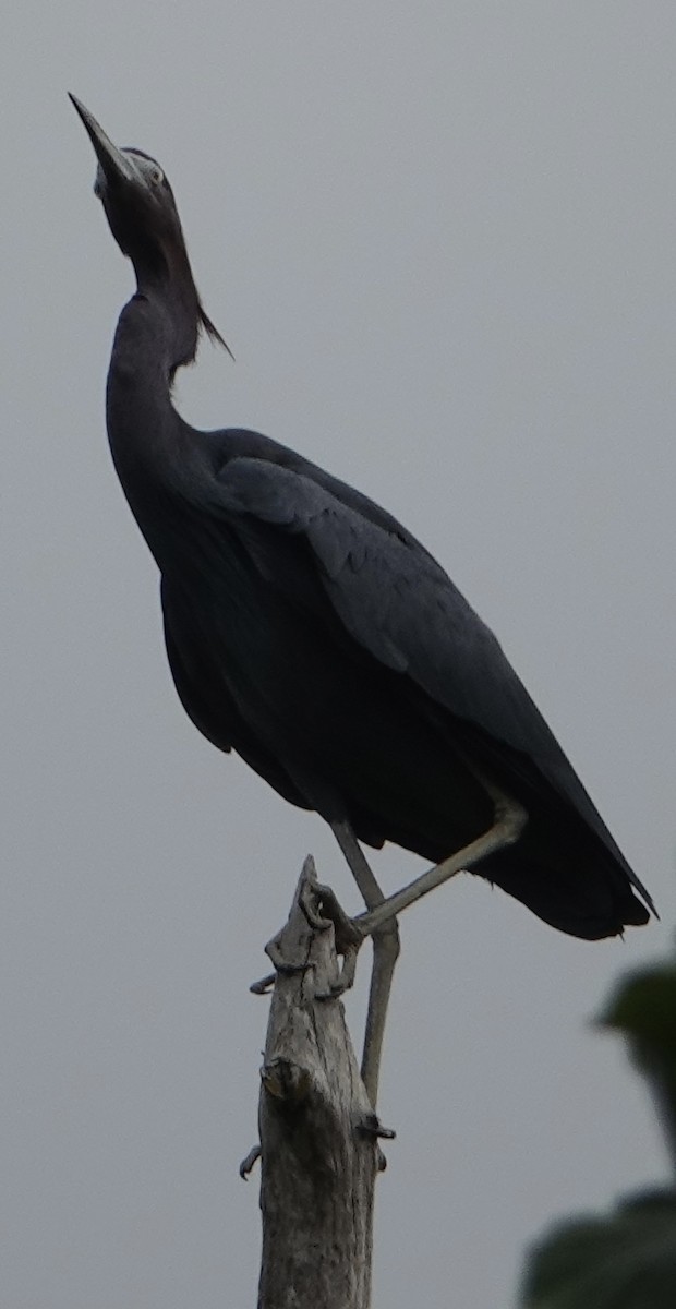 Little Blue Heron - ML615478625