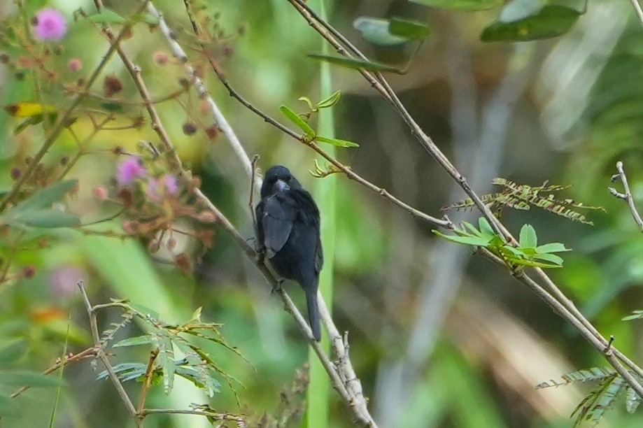 Thick-billed Seed-Finch - ML615478631