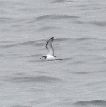 Stejneger's Petrel - Steve Keith