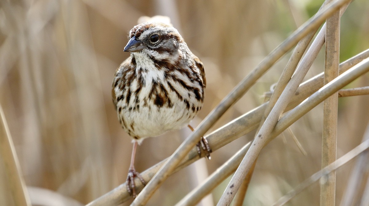 Song Sparrow - Alison Sheehey