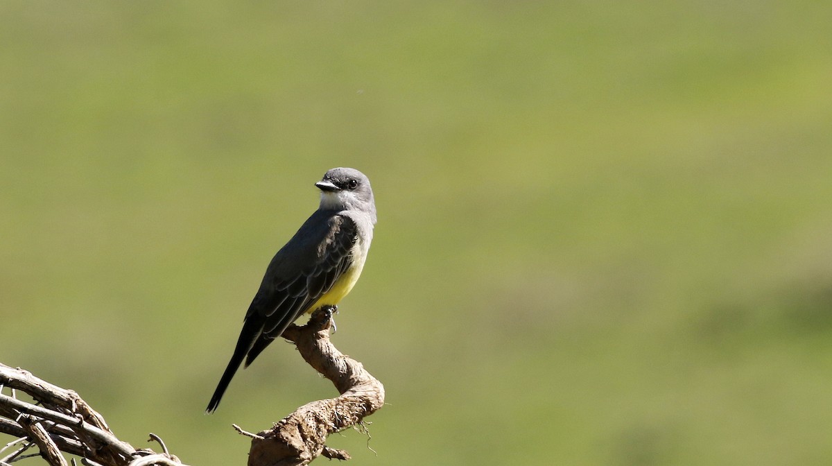 Cassin's Kingbird - Alison Sheehey