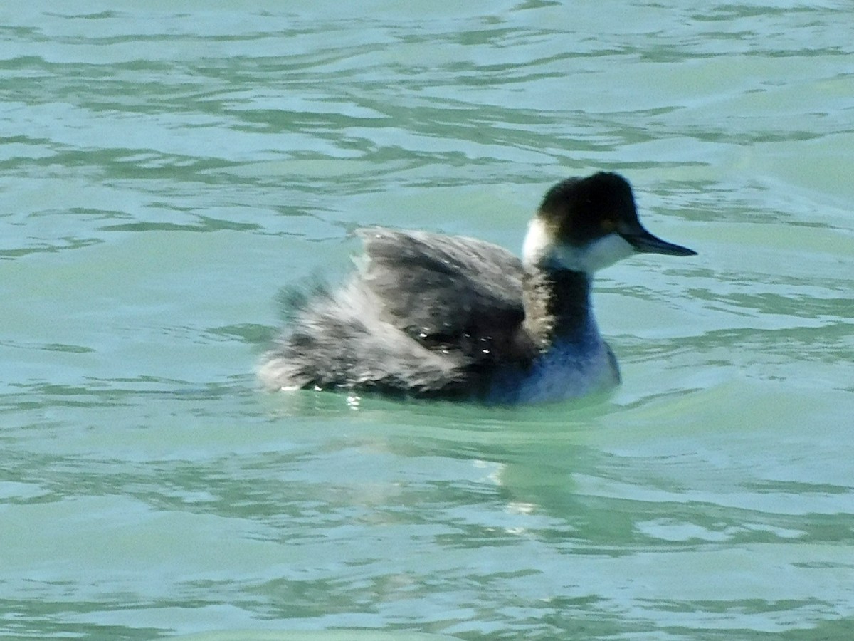 Eared Grebe - ML615478693