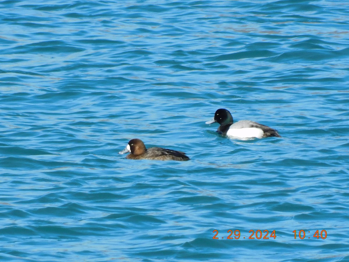 Greater Scaup - ML615478707