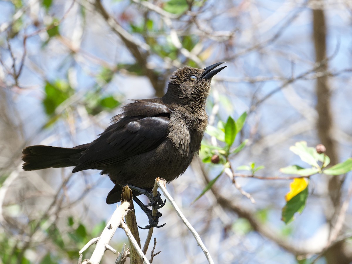 Carib Grackle - Michael Tromp