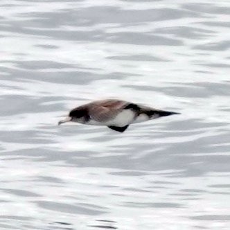 Pink-footed Shearwater - ML615478714