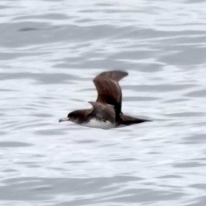 Pink-footed Shearwater - ML615478715