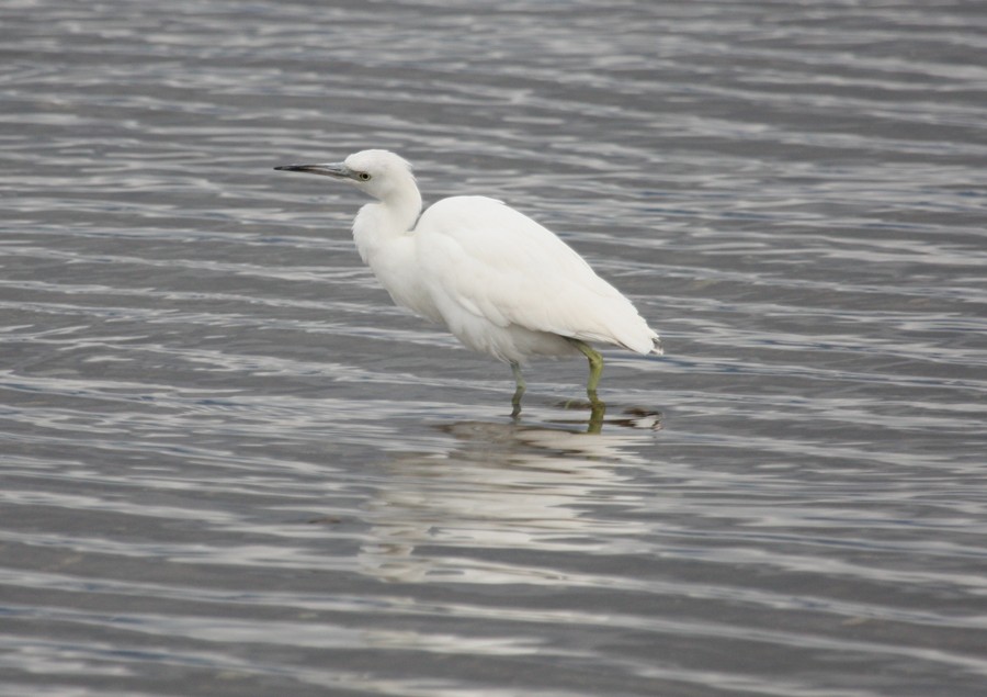 Little Blue Heron - Chris Charlesworth