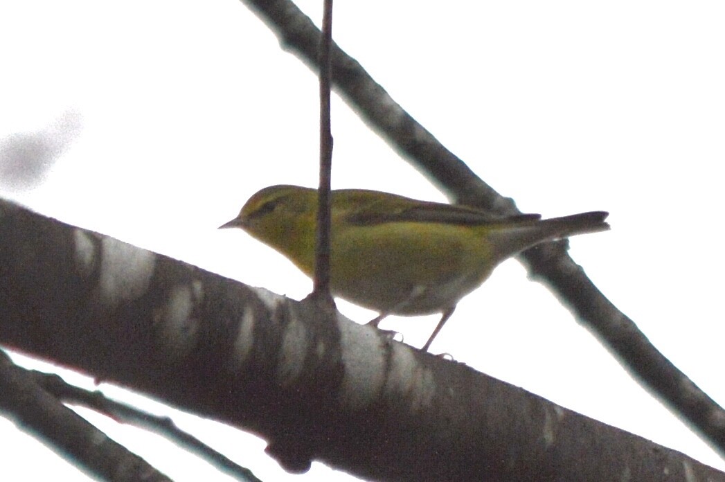 Blue-winged Warbler - ML615478722