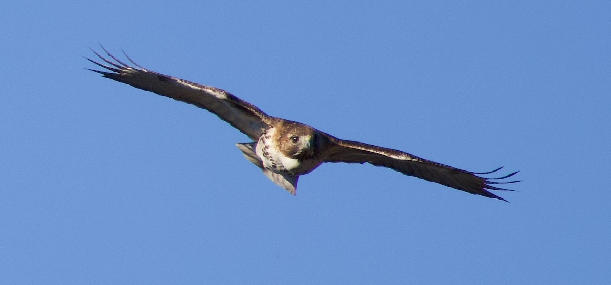 Red-tailed Hawk - ML615478724