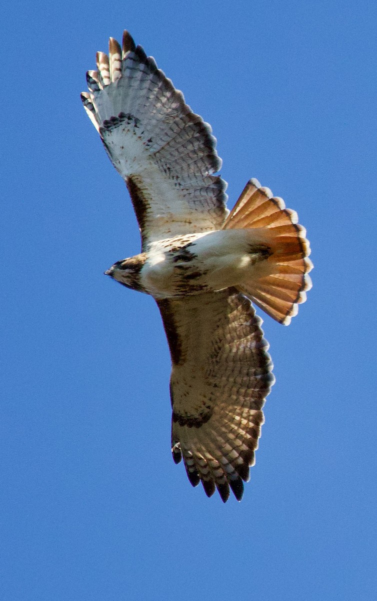 Red-tailed Hawk - ML615478726