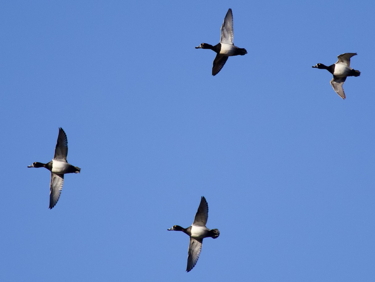 Ring-necked Duck - Michael Yellin