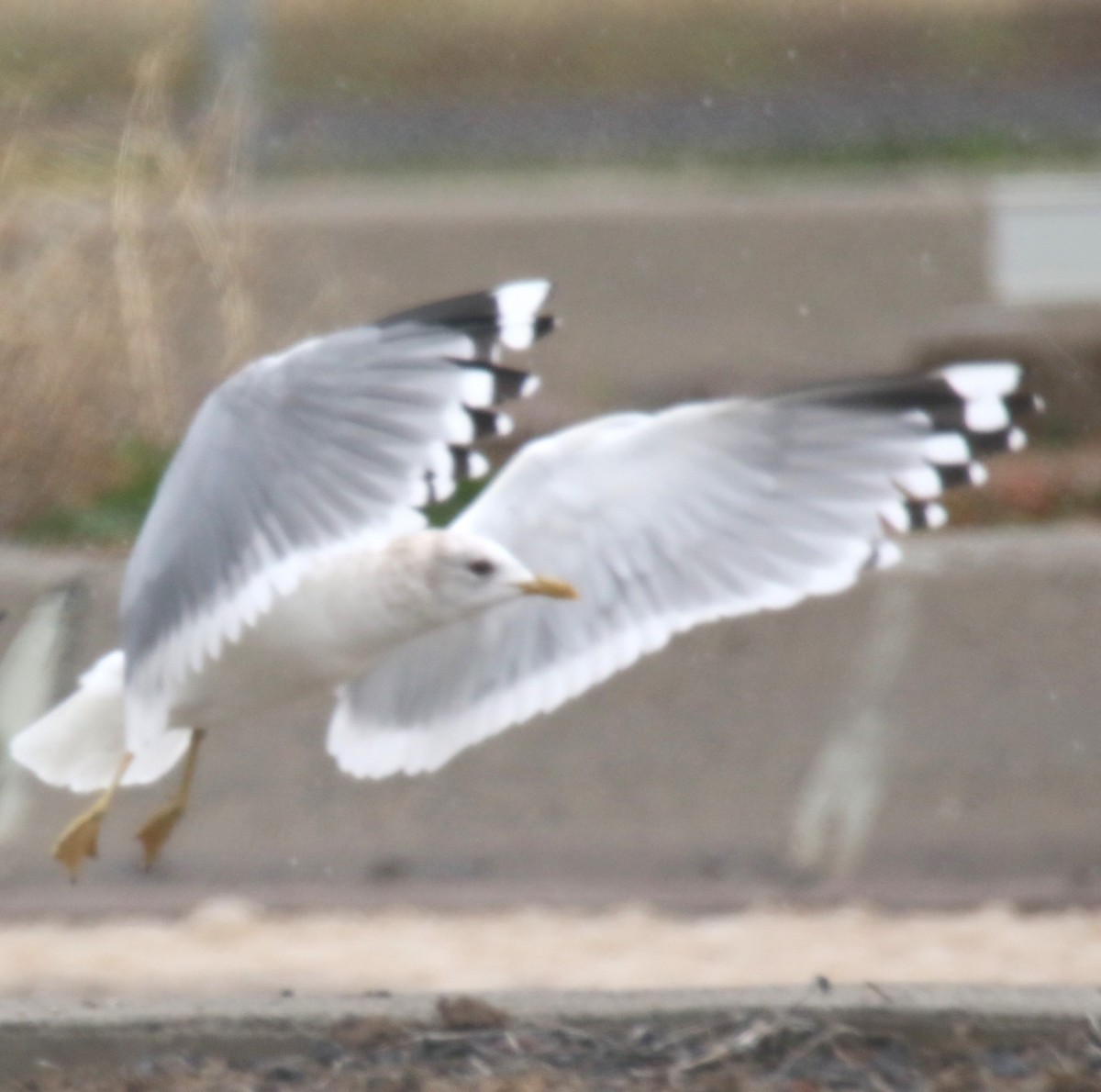 Short-billed Gull - Steve Stump