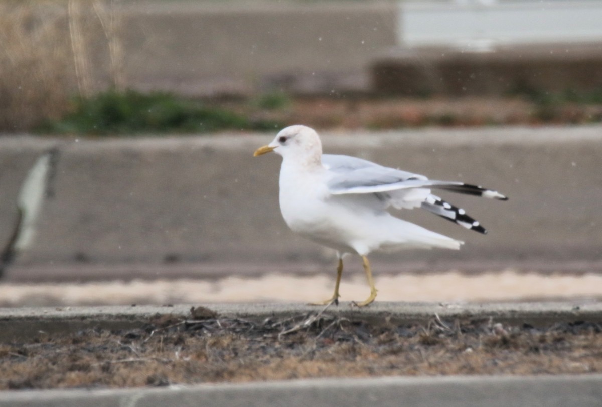 Short-billed Gull - ML615478741