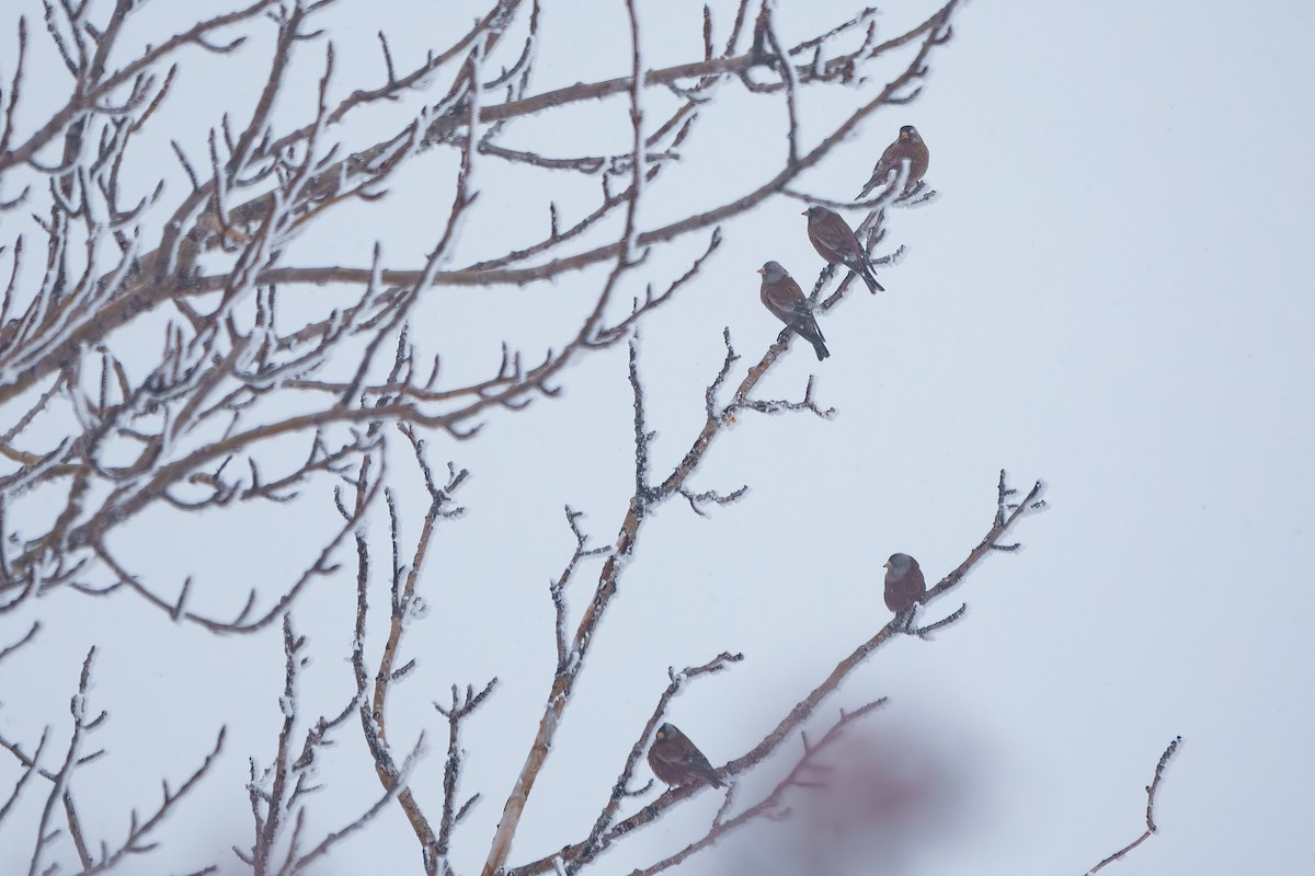 Gray-crowned Rosy-Finch - Sulli Gibson