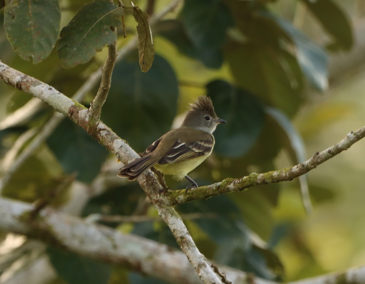 Yellow-bellied Elaenia - Nancy Oborne