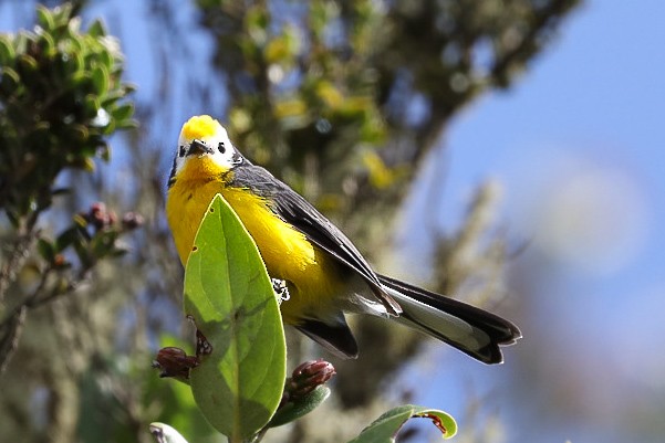 Golden-fronted Redstart - ML615478901