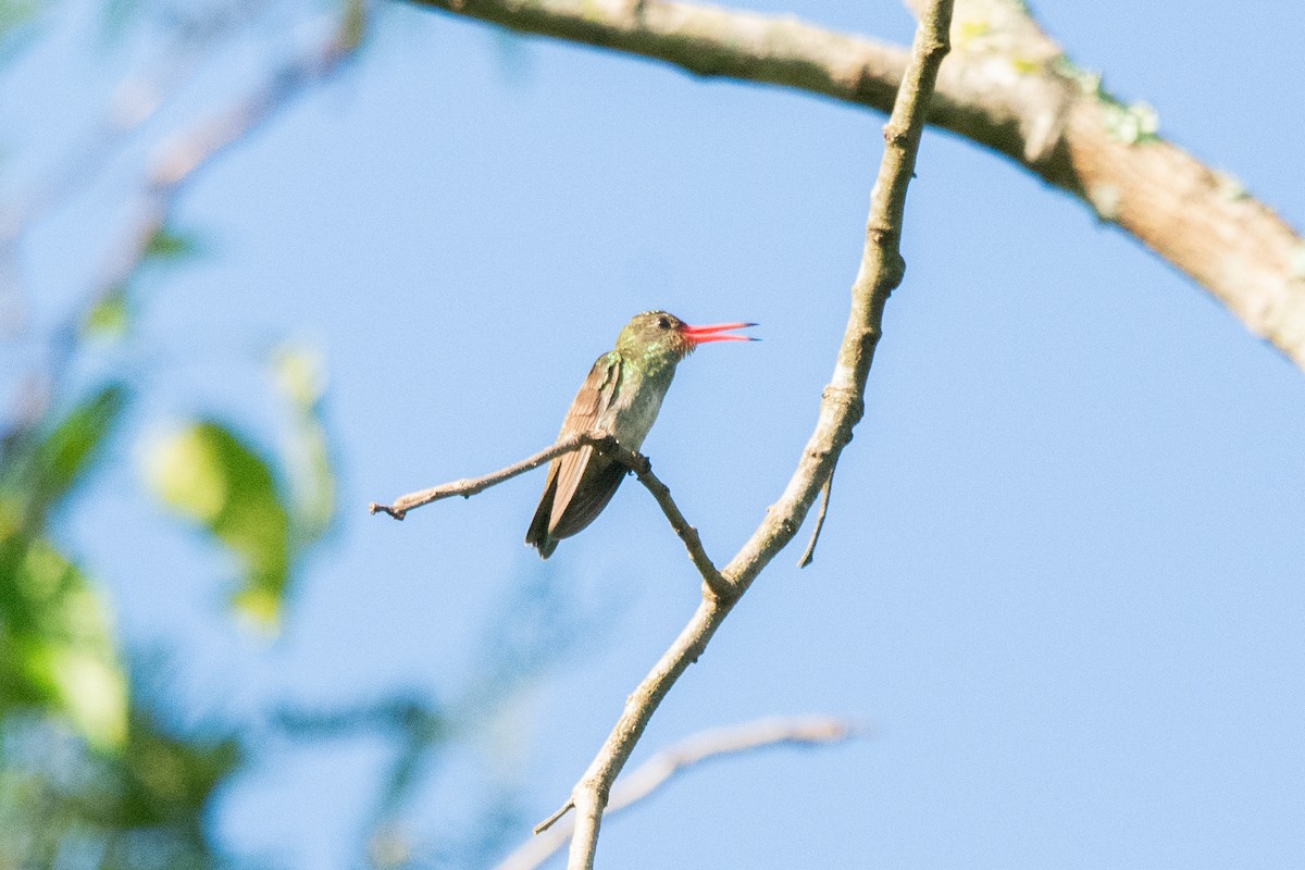 Gilded Hummingbird - FABRICIO GRIGOLIN