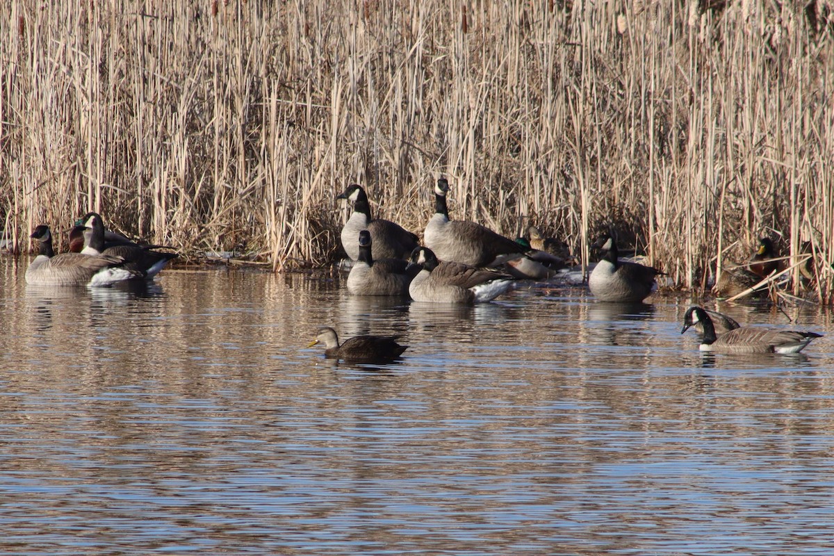 American Black Duck - ML615478913