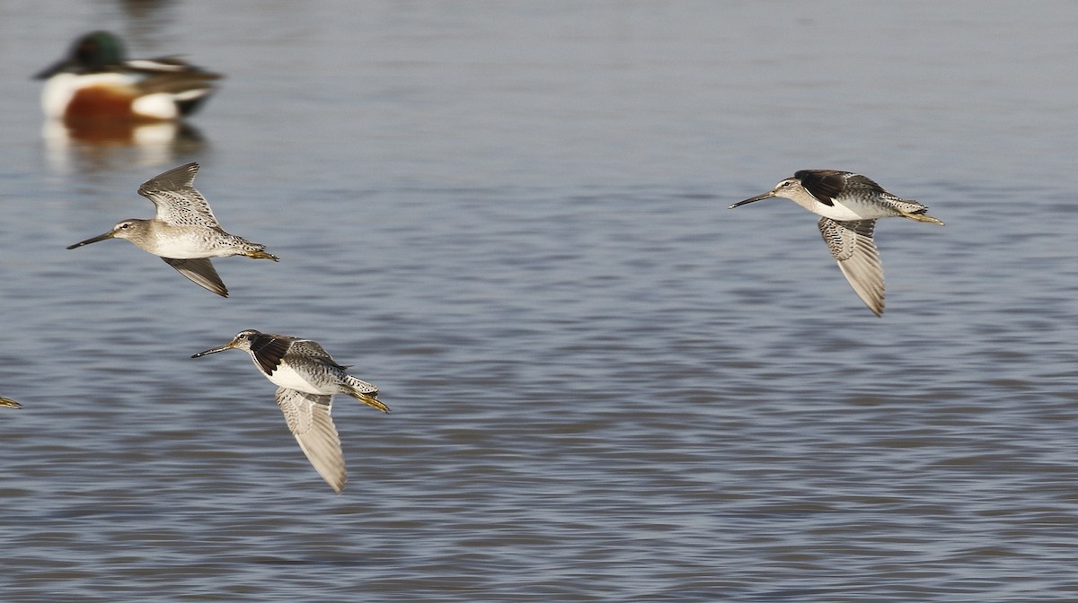 Long-billed Dowitcher - ML615478917