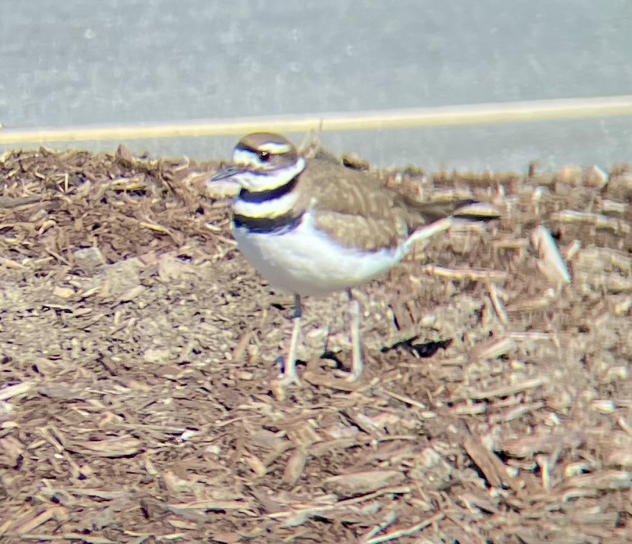 Killdeer - ML615478952