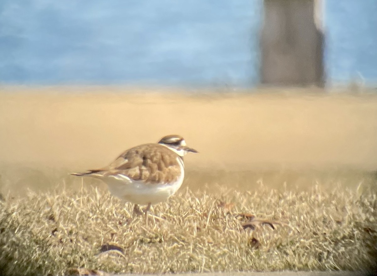 Killdeer - ML615478954