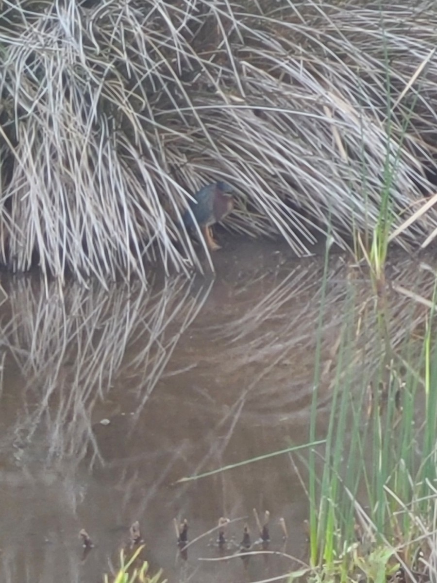 Green Heron - ML615478982