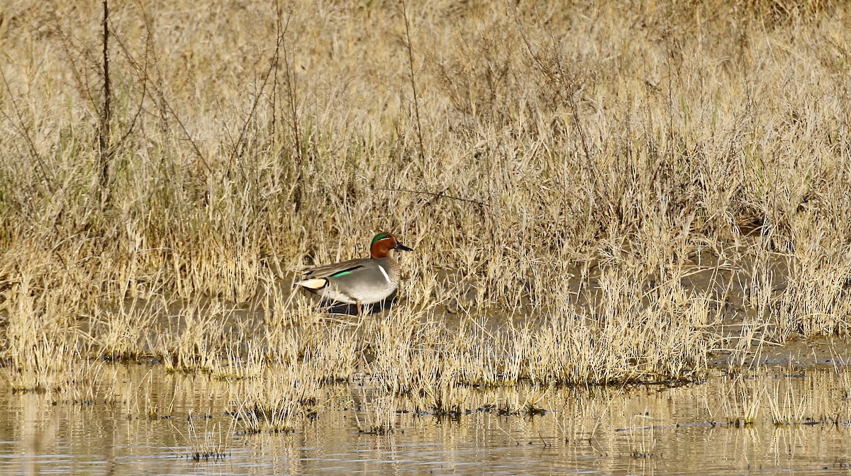 Green-winged Teal - ML615479001