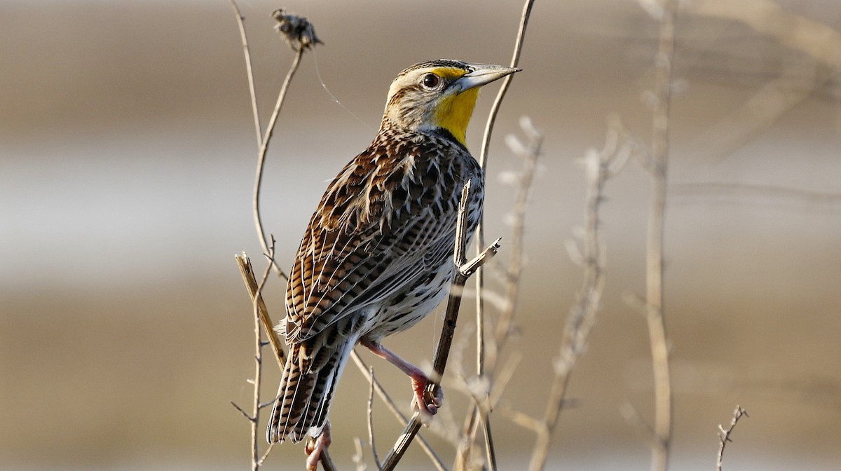 Western Meadowlark - ML615479022