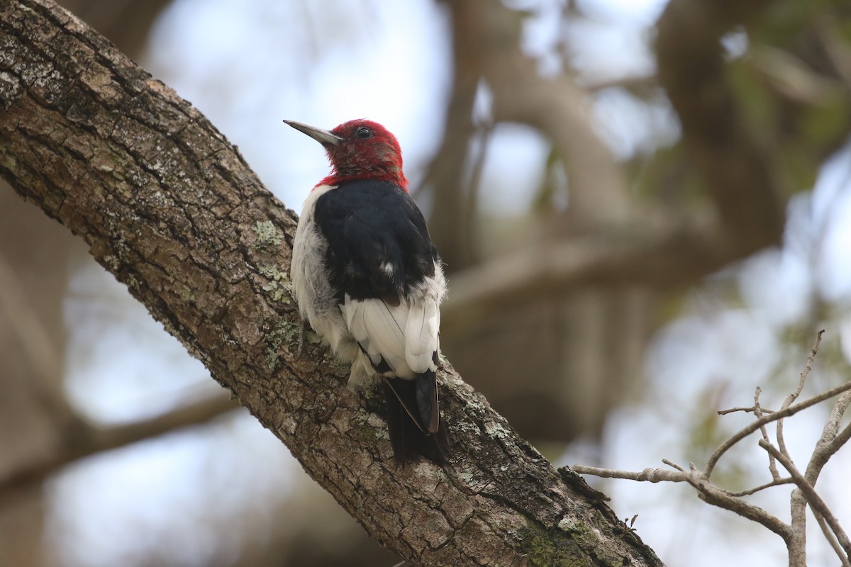 Red-headed Woodpecker - ML615479026