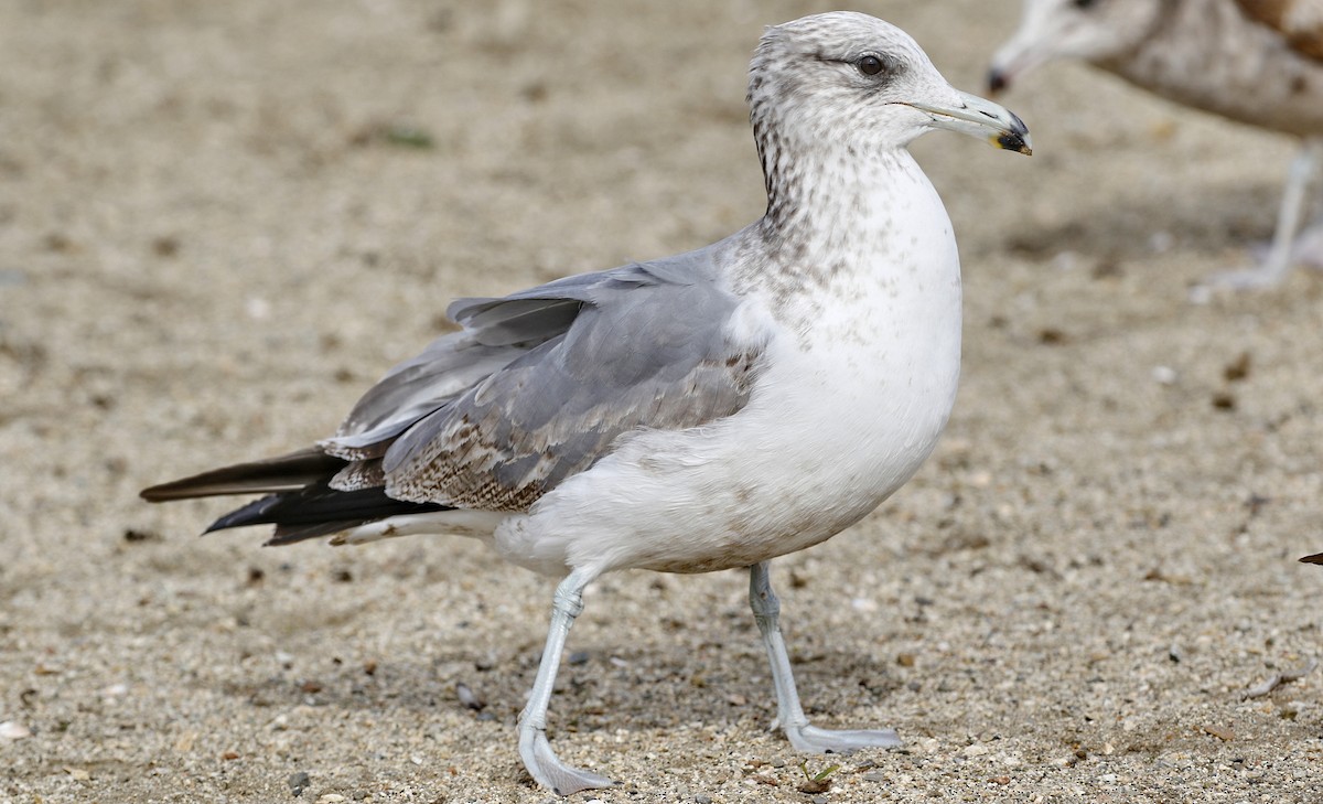 California Gull - Alison Sheehey