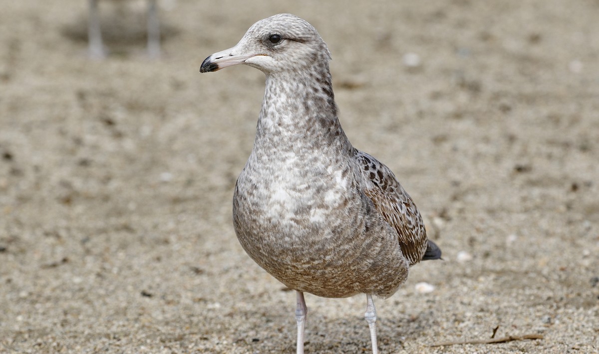 California Gull - Alison Sheehey