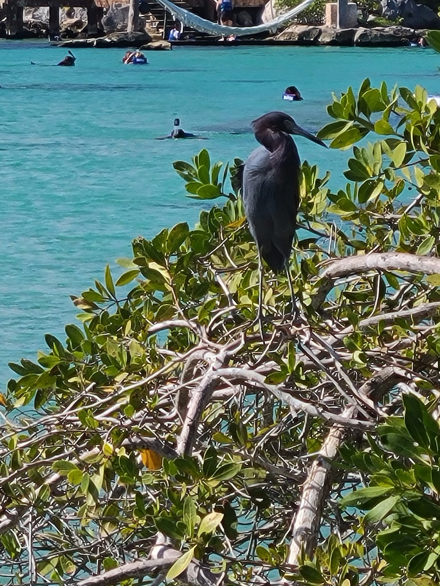 Little Blue Heron - ML615479082