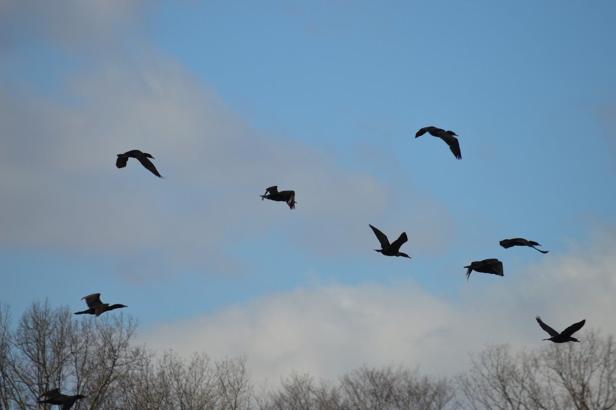 Double-crested Cormorant - ML615479093