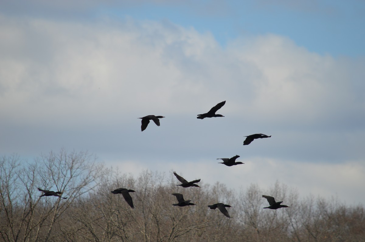 Double-crested Cormorant - ML615479094