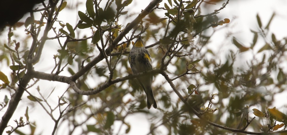 Yellow-rumped Warbler (Audubon's) - ML615479098