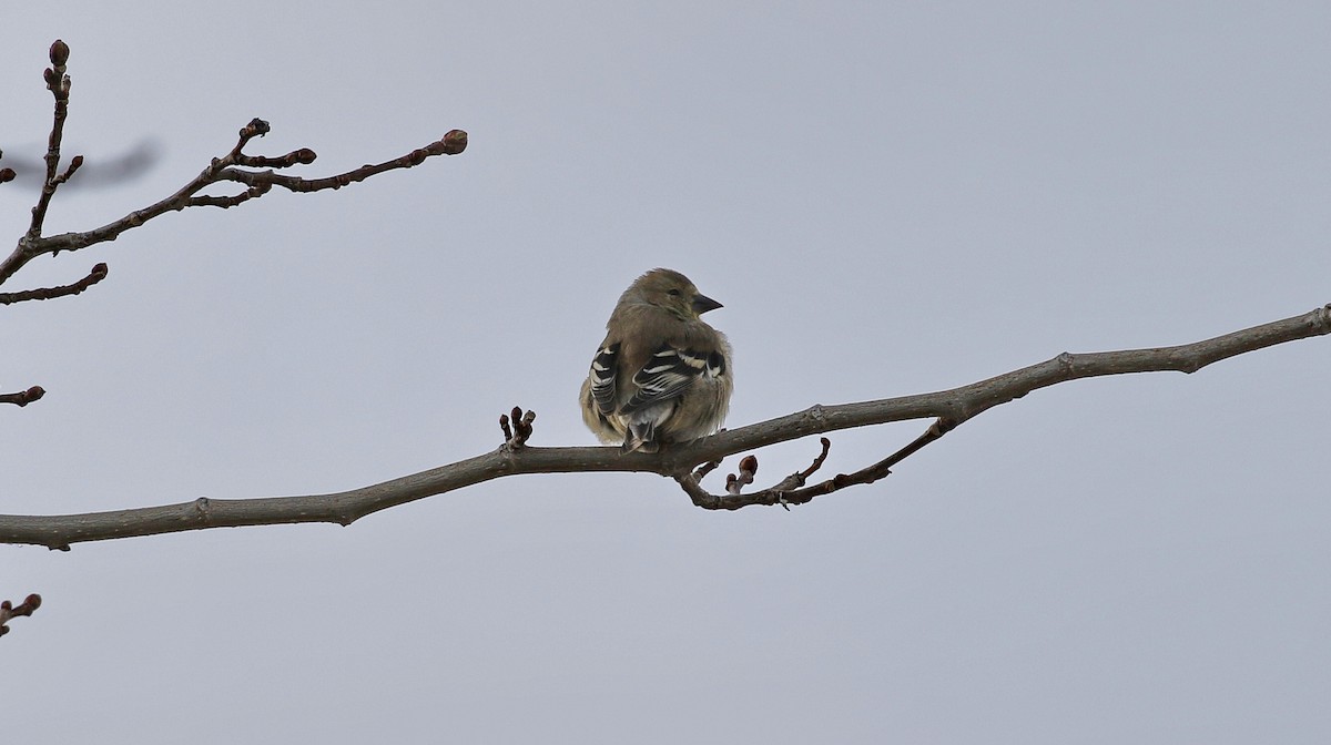 American Goldfinch - Alison Sheehey