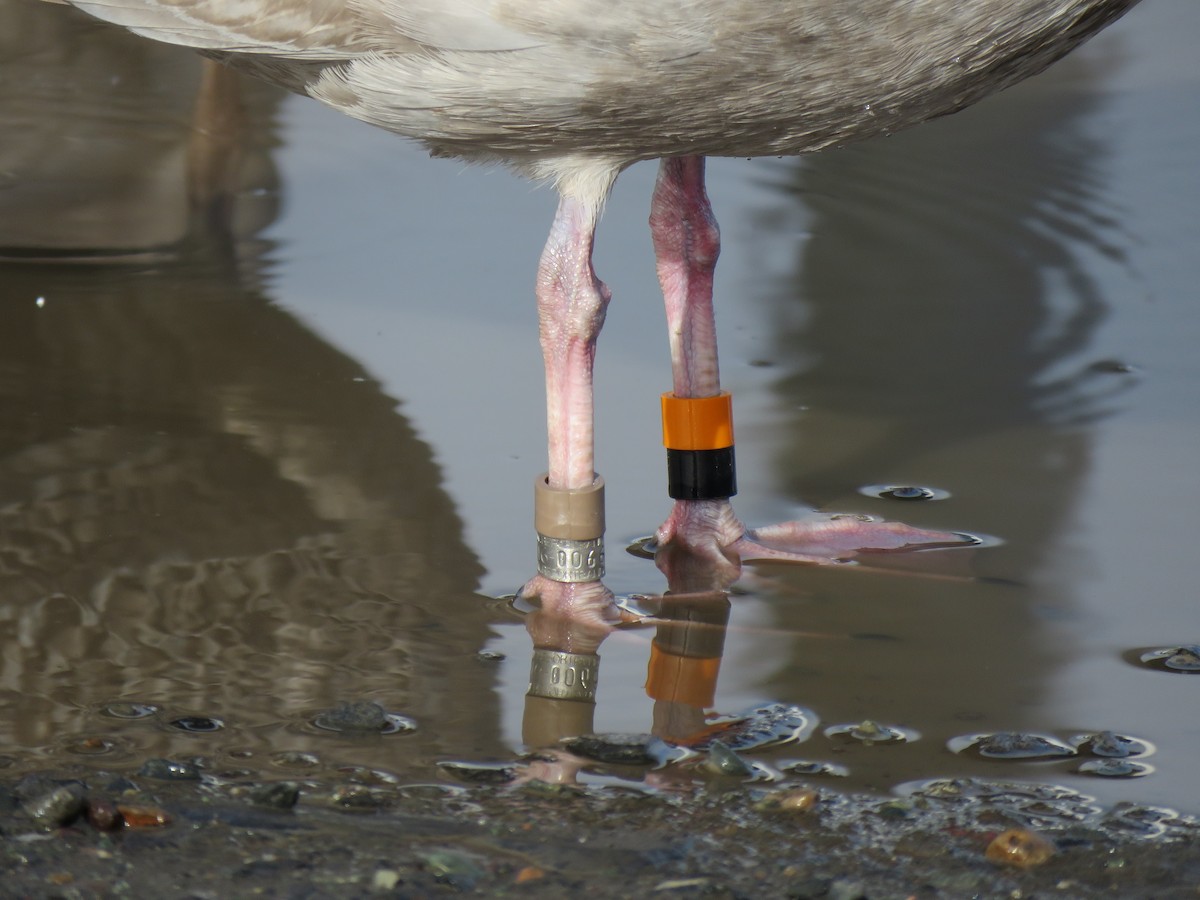 Glaucous-winged Gull - Teresa Weismiller