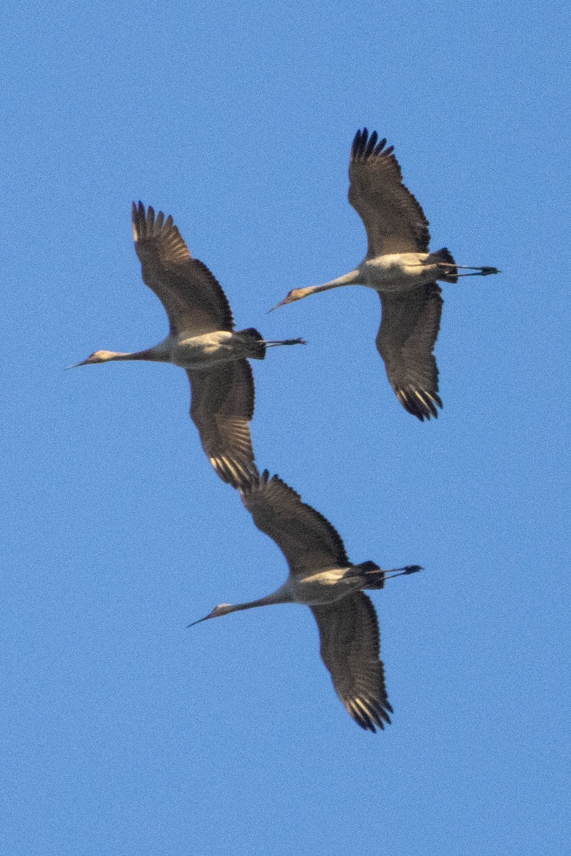 Орог тогоруу - ML615479194