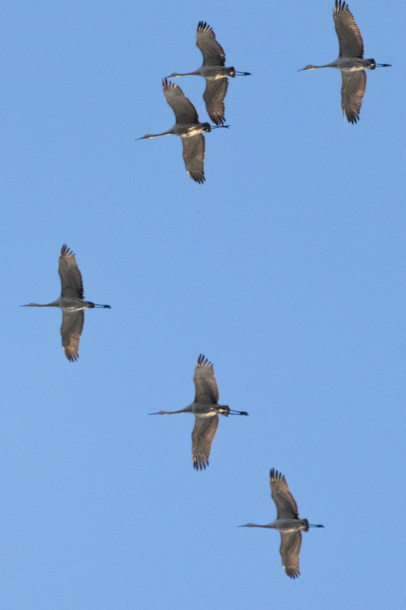 Орог тогоруу - ML615479195