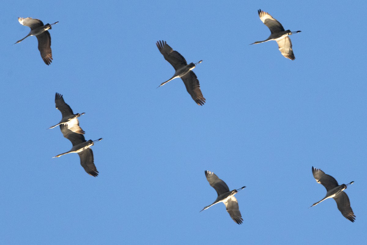 Орог тогоруу - ML615479196